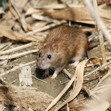 A brown rat with dark eyes and small ears is shown close-up, looking towards the viewer, amidst dry grass and debris.